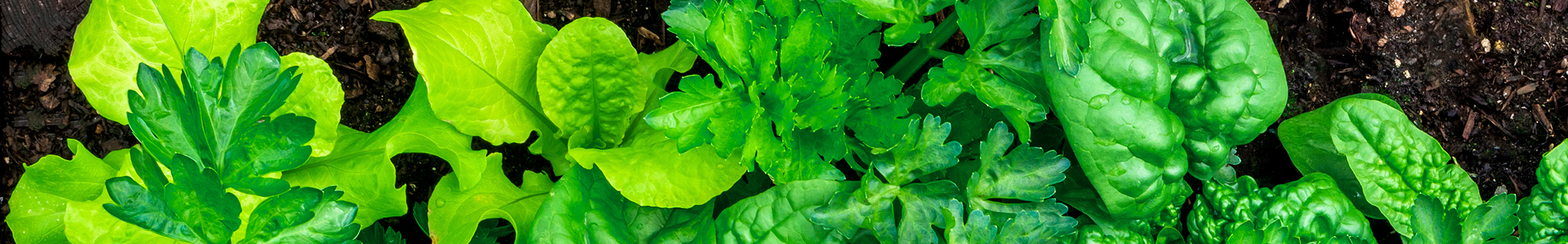 good grow green