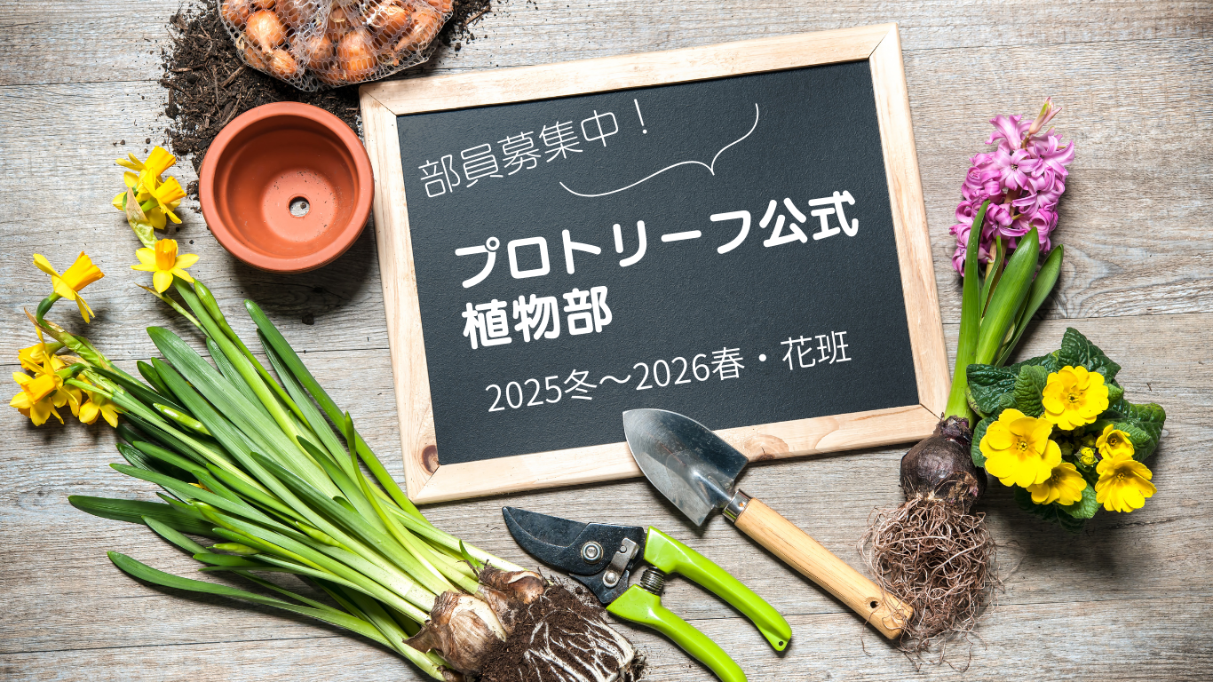 プロトリーフ公式植物部花班2025冬春